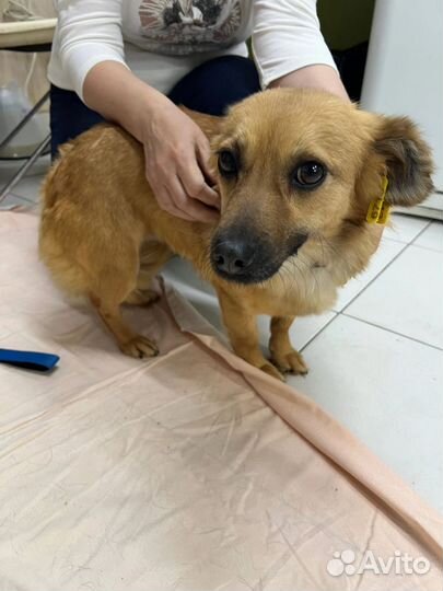 Собака в добрые руки