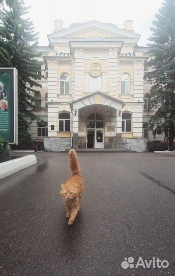 Золотой кот в добрые руки