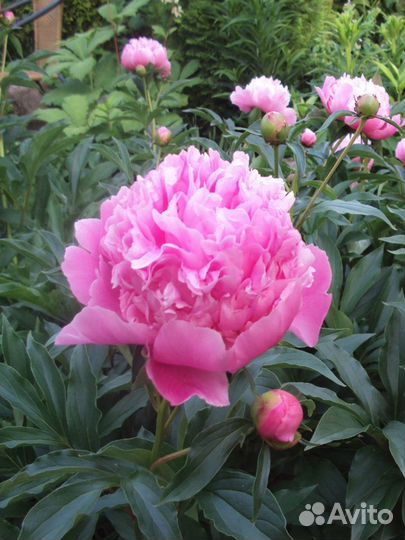 Пионы корни