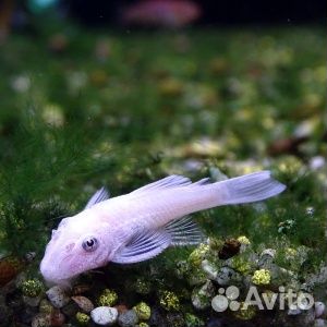 Анциструс L 144 Snow White, снежок