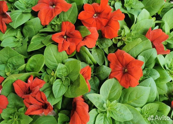 Петуния оптом и в розницу