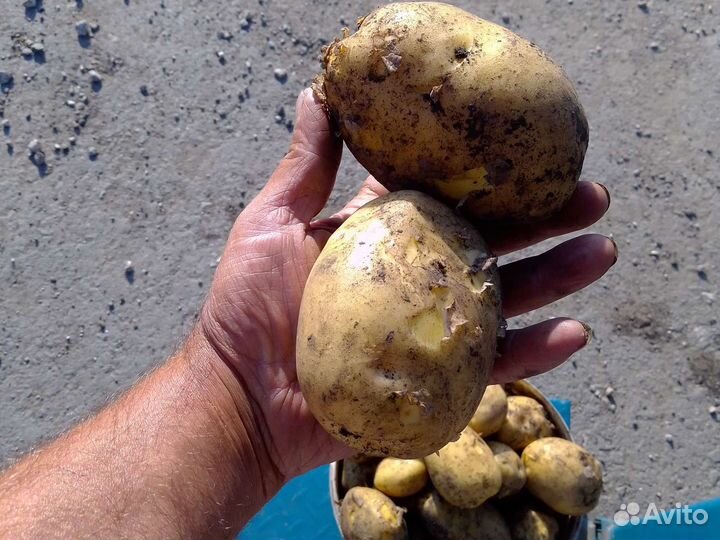 Картофель оптом