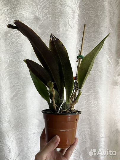 Орхидея Psychopsis Mariposa