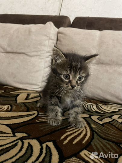 Котик