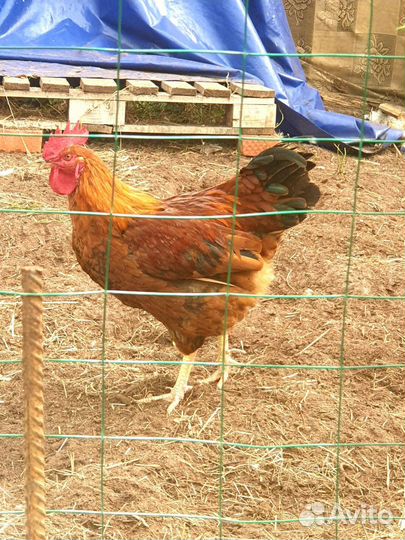 Петухи крупные