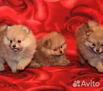 Померанский шпиц мини девочки
