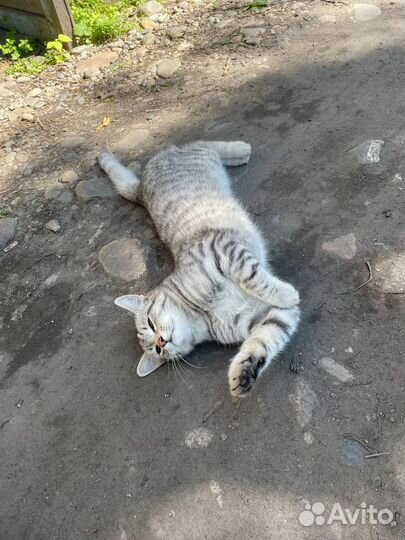 Отдам кота в добрые руки