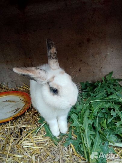 Декоративные кролики