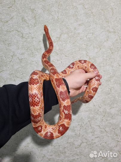 Маисовый полоз amel