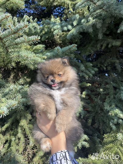 Померанский шпиц медвежьего типа