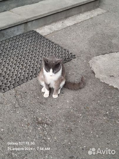 Кошечка в добрые руки