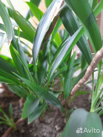 Комнатные цветы пальма