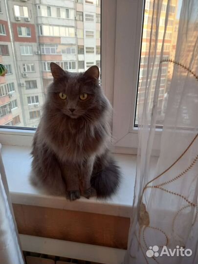 Кошка в дар бесплатно