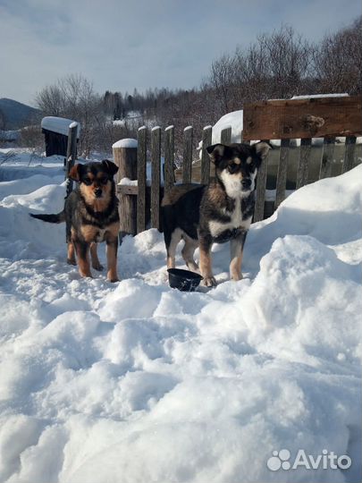 Щенок в добрые руки бесплатно