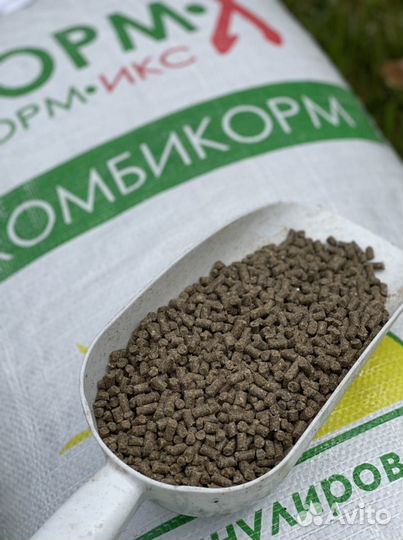 Корм для форели и осетра