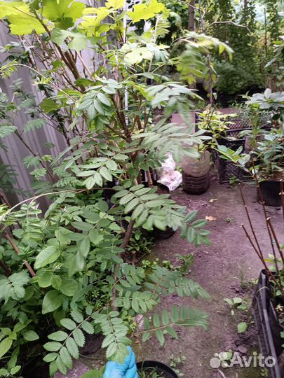 Рябина рубиновая