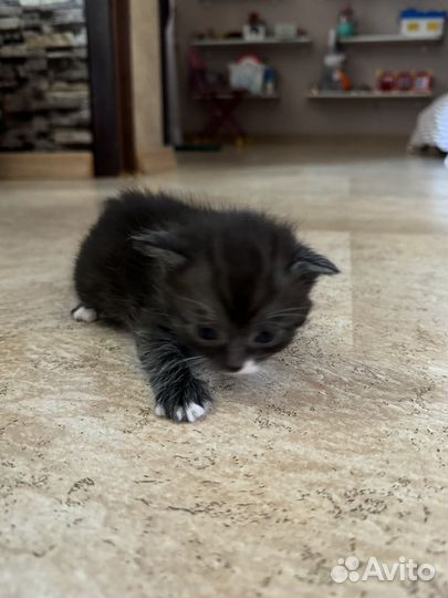 Котята в добрые руки даром девочка
