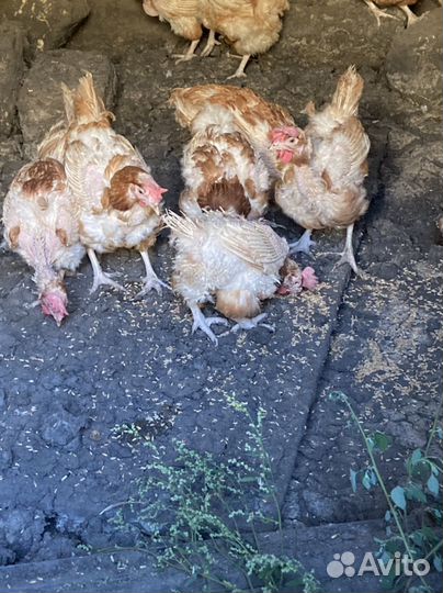 Куры несушки