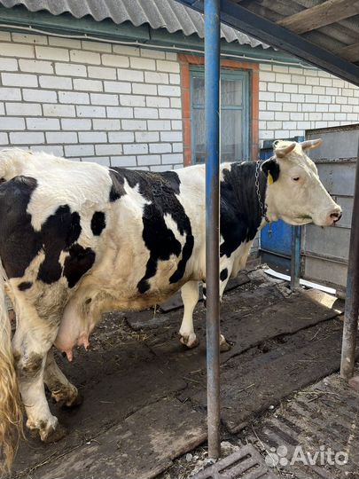 Корова стельная