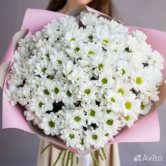 Хризантема Цветы Доставка