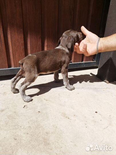 Щенки курцхаара