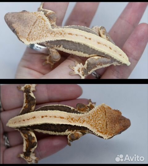 Бананоед самка лили вайт