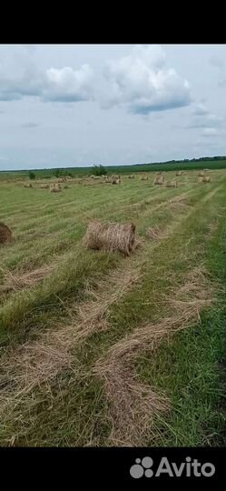 Продам сено в рулонах
