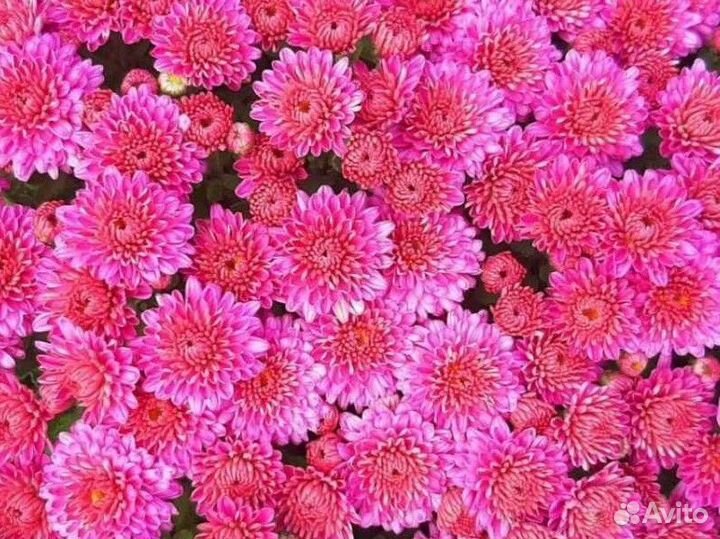 Хризантемы мультифлора