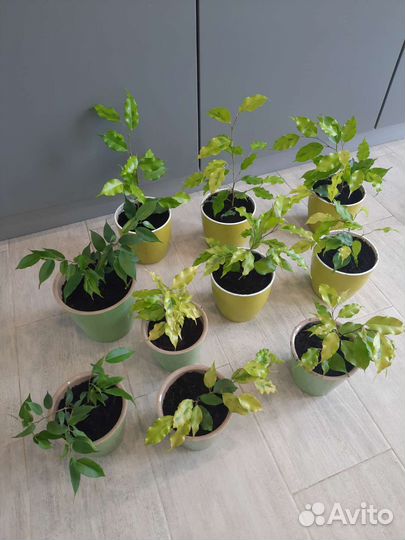 Фикус бенджамина