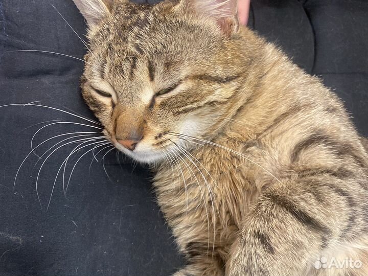 Кельтский кот