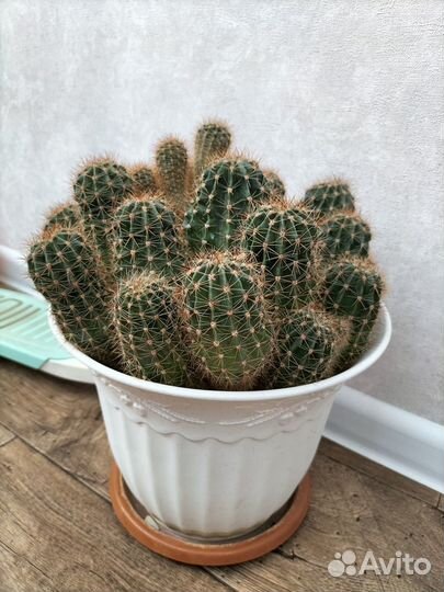 Комнатные домашние растения