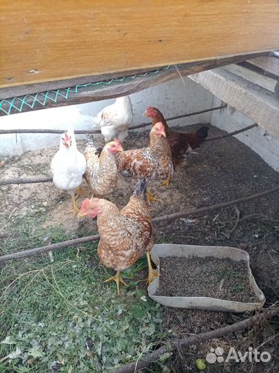 Куры петухи
