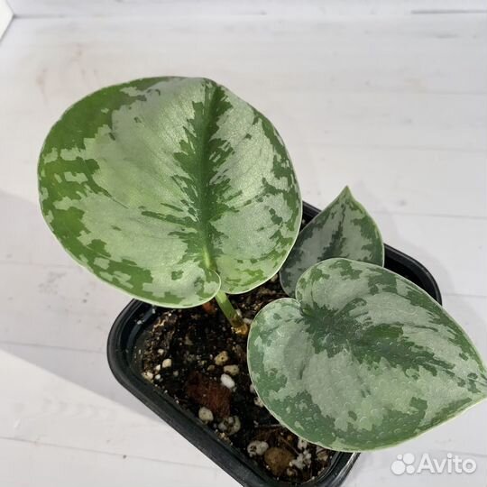 Сциндапсус пиктус треби