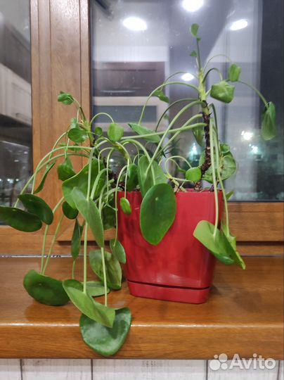 Комнатные цветы