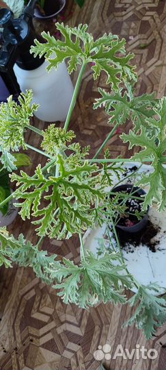 Пеларгония герань