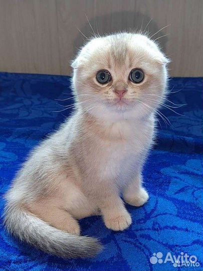 Шотландские котята