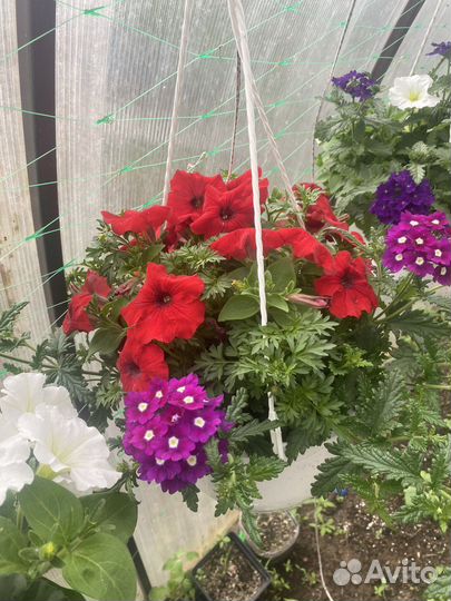 Рассада растений