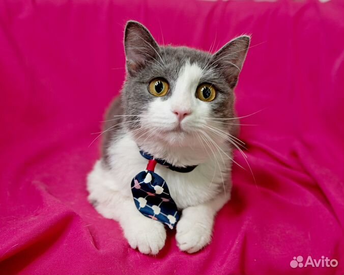 Милейший котик 9 мес ищет маму