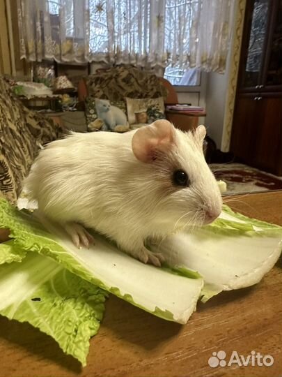 Малыши морской свинки