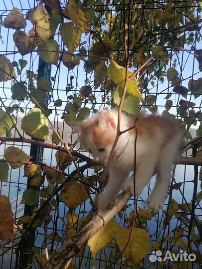 Курильский бобтейл