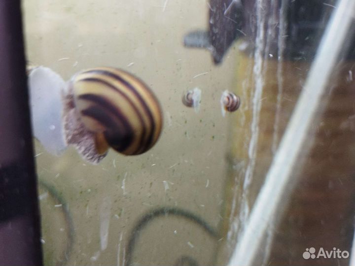 Улитка спикси (подростки)