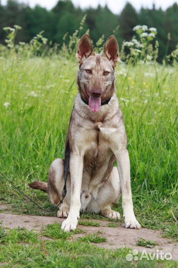 Приютская собачка