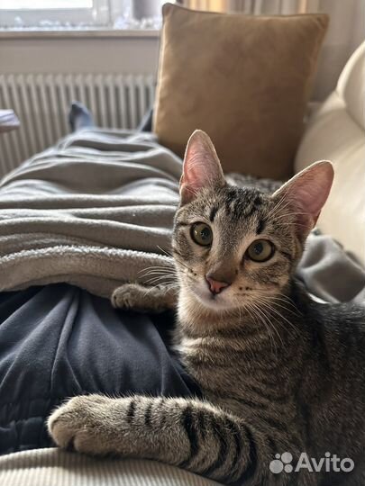 Котенок с улицы