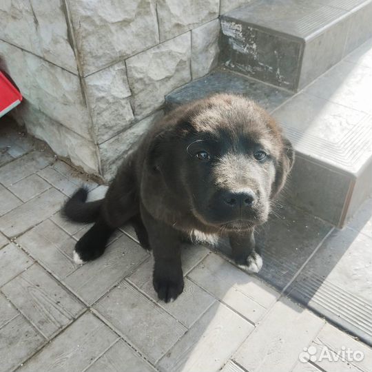 Щенок в добрые руки