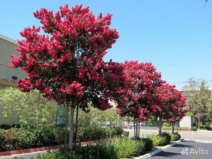 Лагерстремия семена