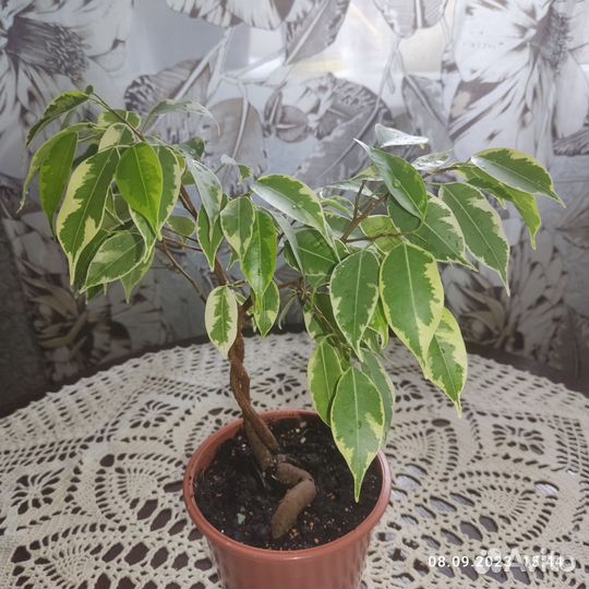 Фикус бенджамина плетеный