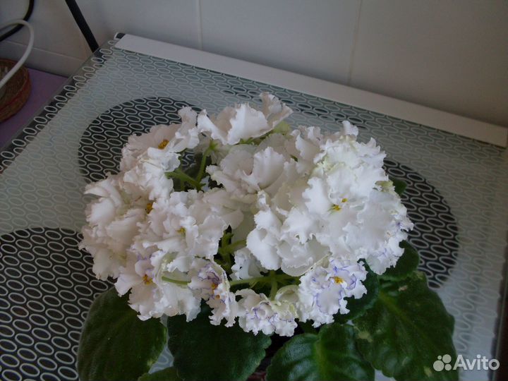 Фиалка белая и фиолетовая - только листочки