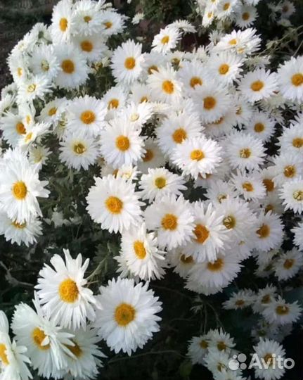 Садовые многолетники (цветы) хризантема