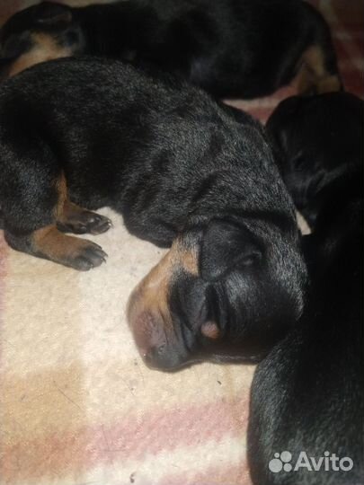 Щенки Таксы