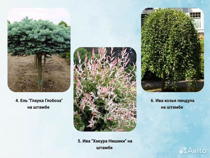 Растения на штамбе для вашего участка